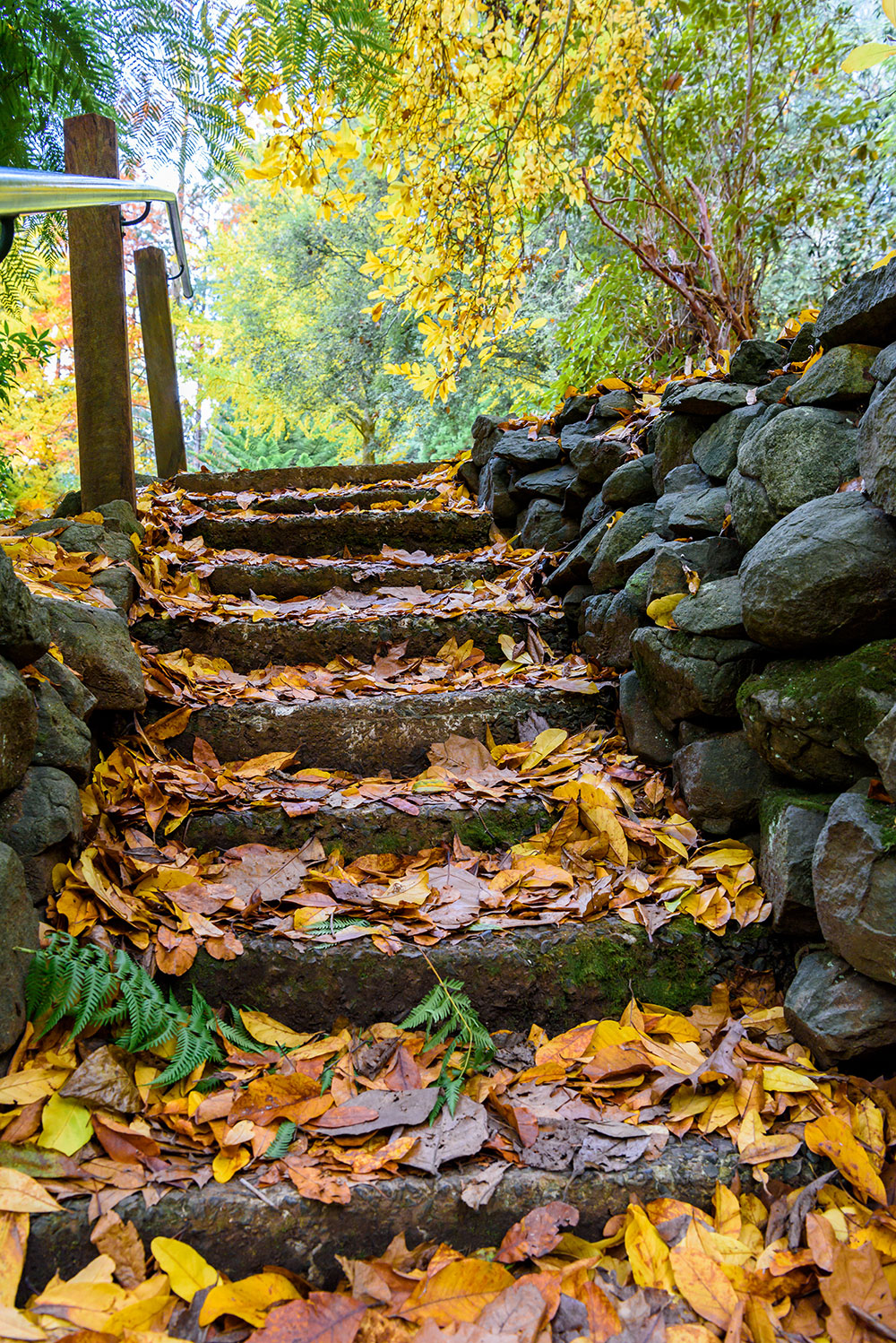 autumn-park-rocky-steps-are-covered-with-yellow-leaves